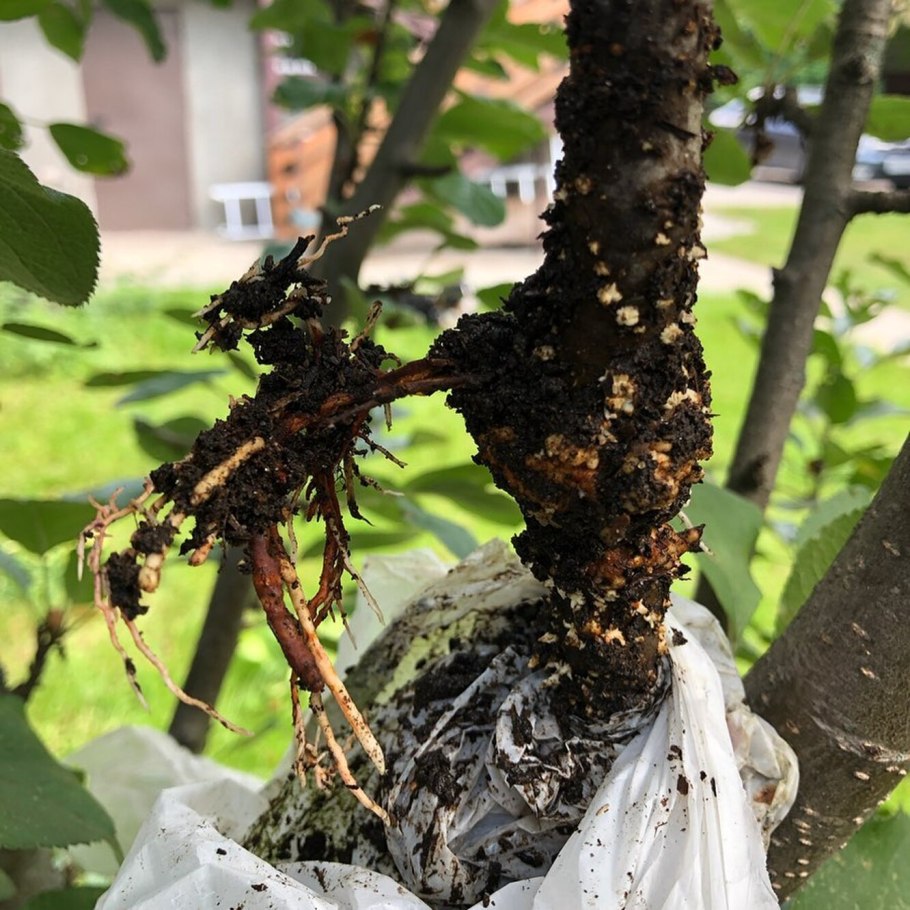 Прививка яблони в расщеп