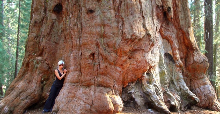 Секвойя вечнозелёная Sequoia sempervirens