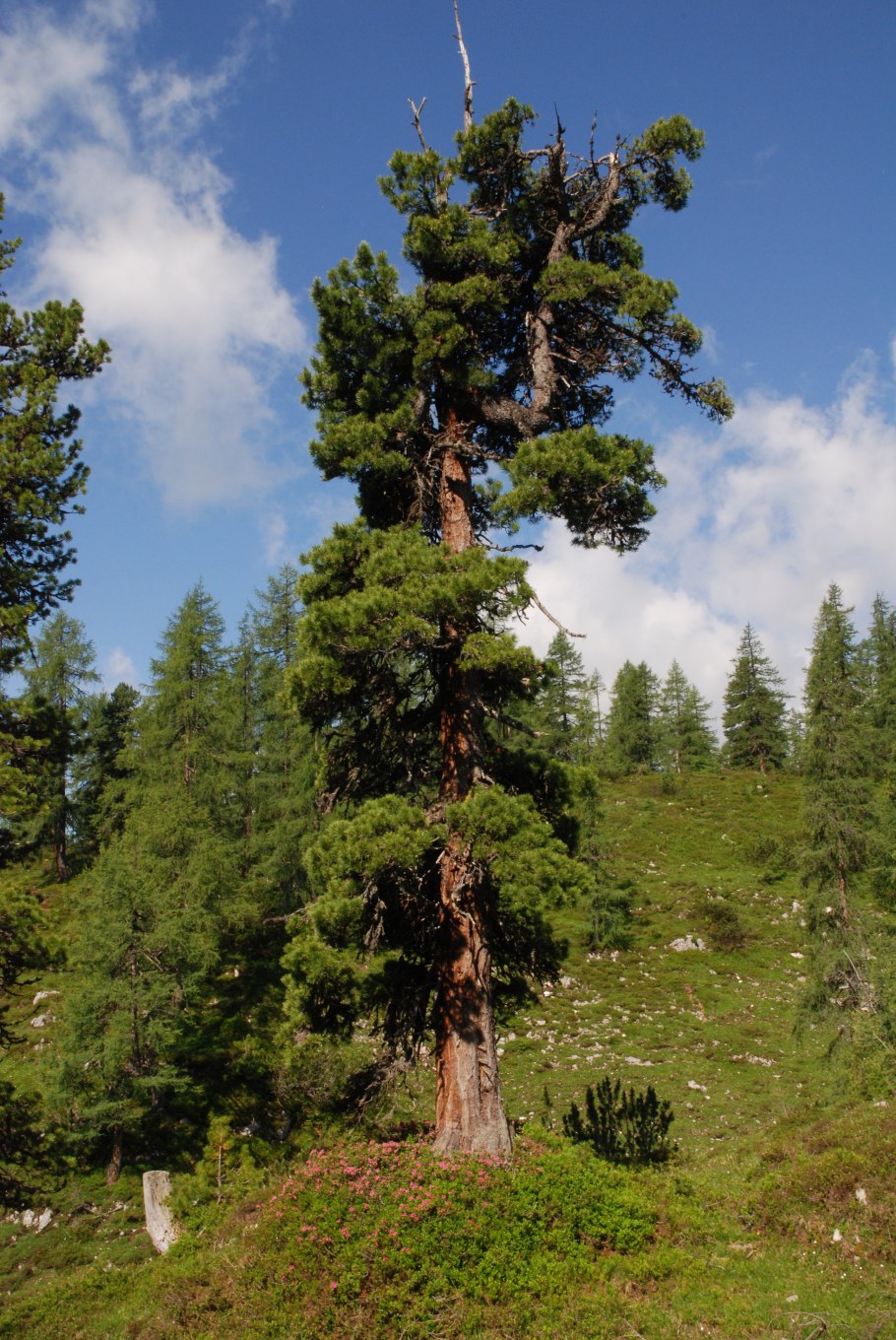 Сибирский кедр