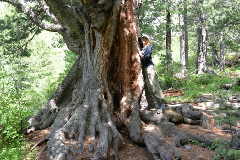 Кедры великаны