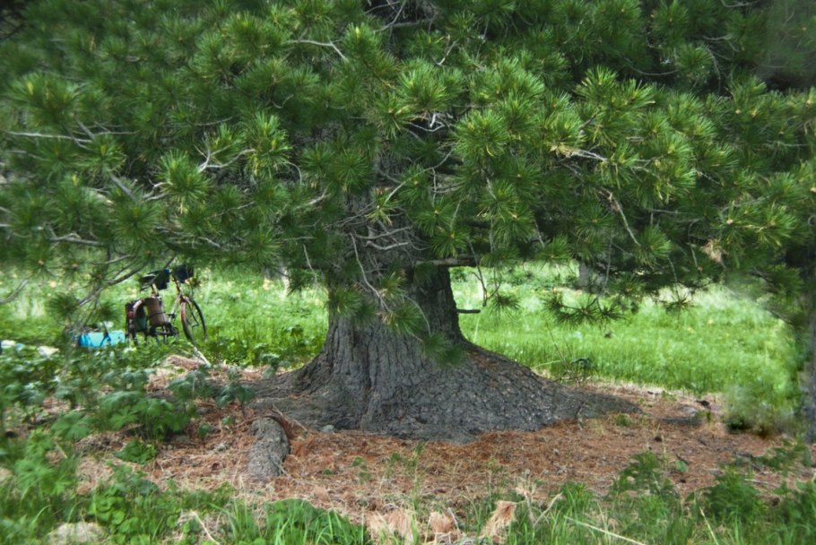 Могучий Сибирский кедр
