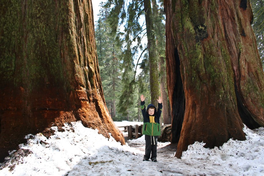 Самые большие деревья в Сибири