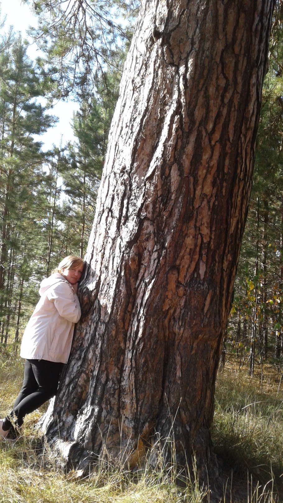 Секвойя Редвуд