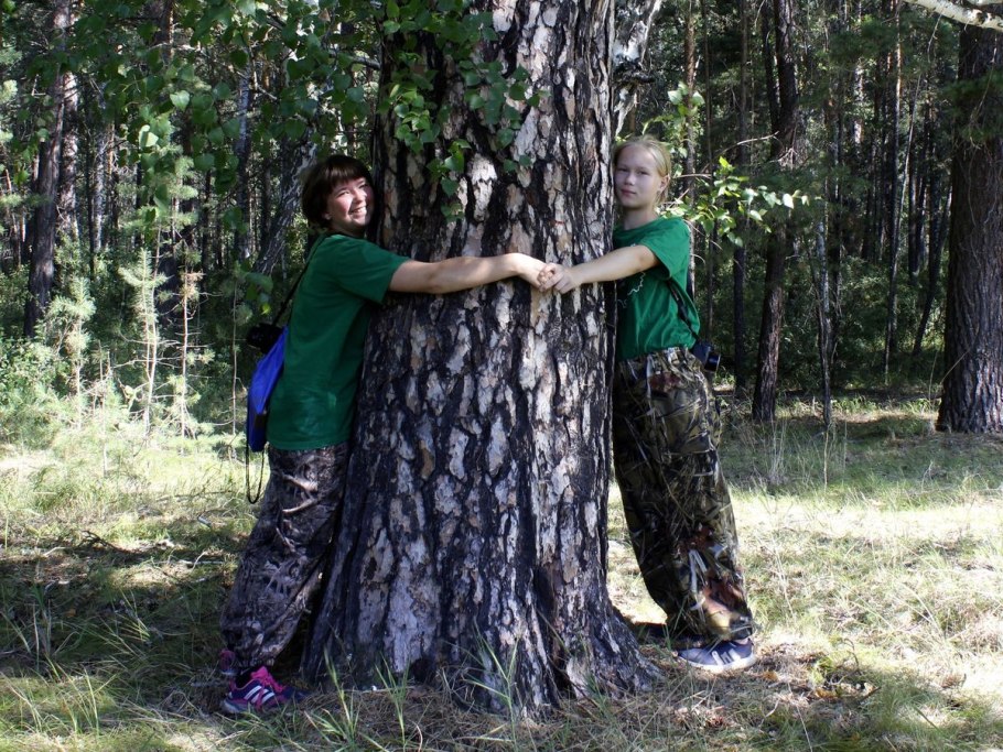 Кедровый стланик Байкал
