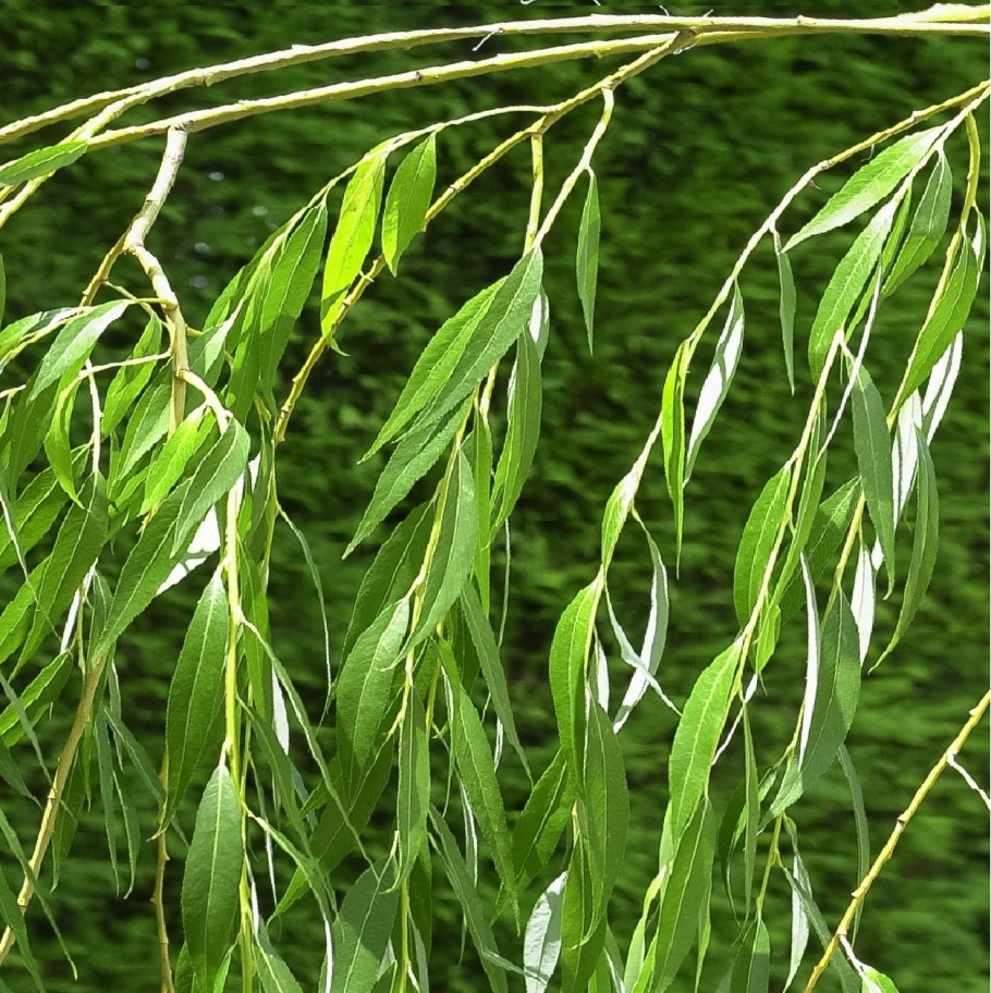 Ива белая Лимпде