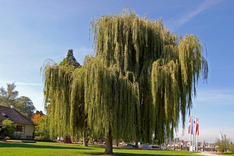 Горловка плакучая Ива