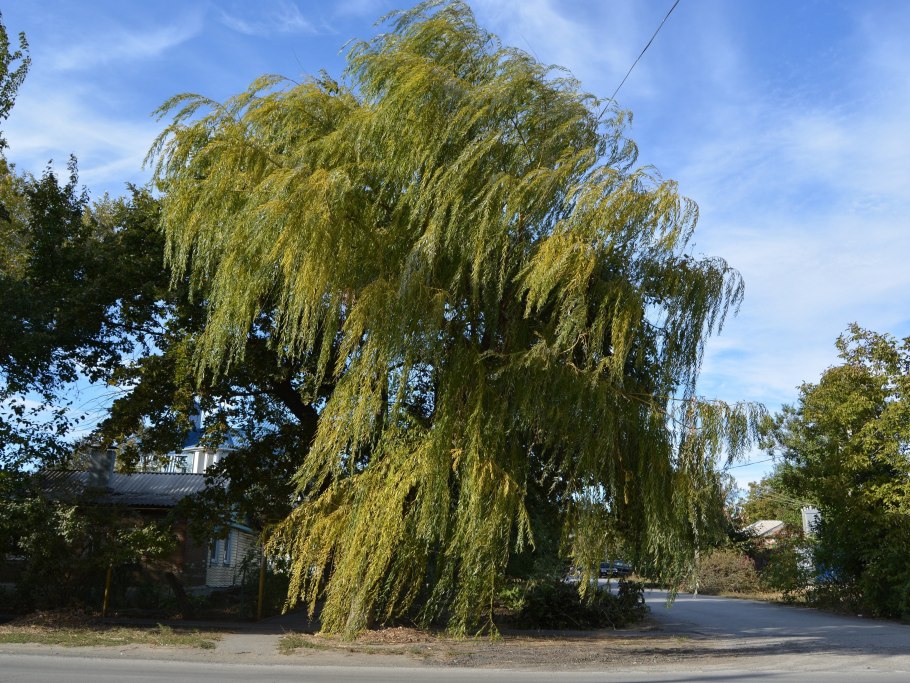 Ива гибридная Breckavier