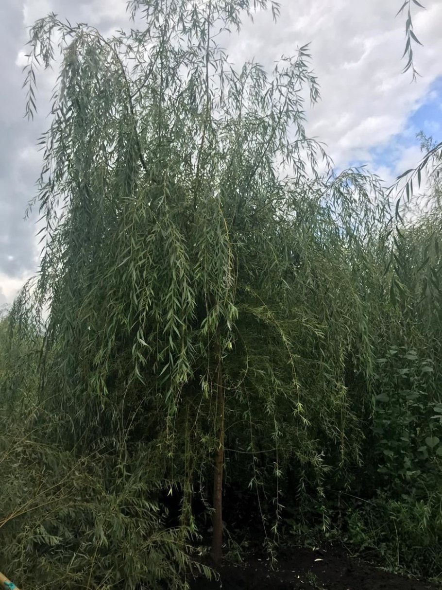 Ива плакучая саженцы