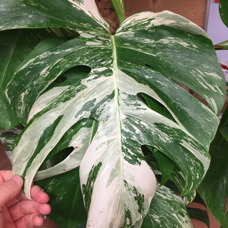 Монстера вариегатная borsigiana Alba