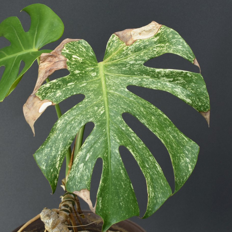 Монстера вариегатная черенки