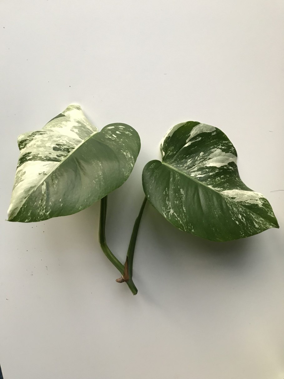 Монстера Делициоза (Monstera deliciosa)