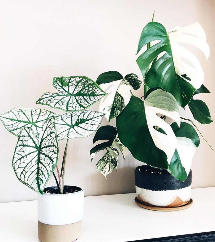 Монстера мраморная Альба