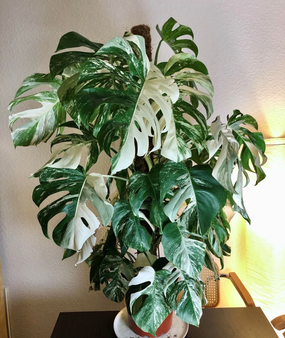 Монстера Alba variegata
