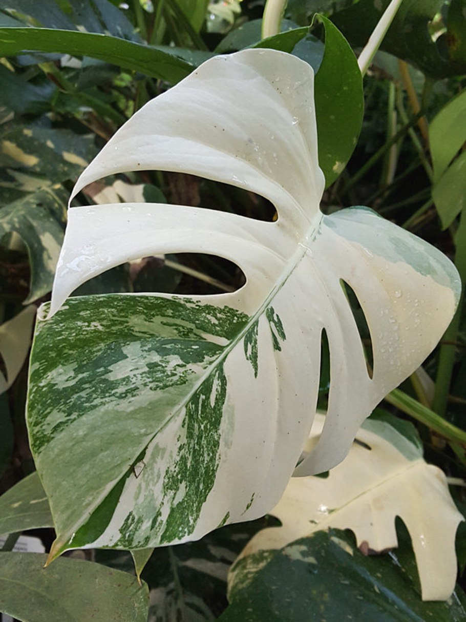 Монстера Альба Вариегата