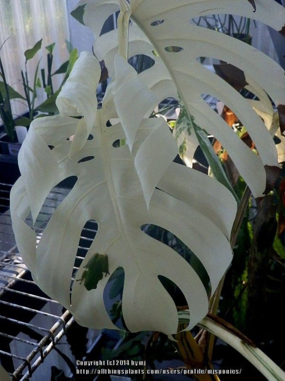 Монстера Адансона Monstera adansonii