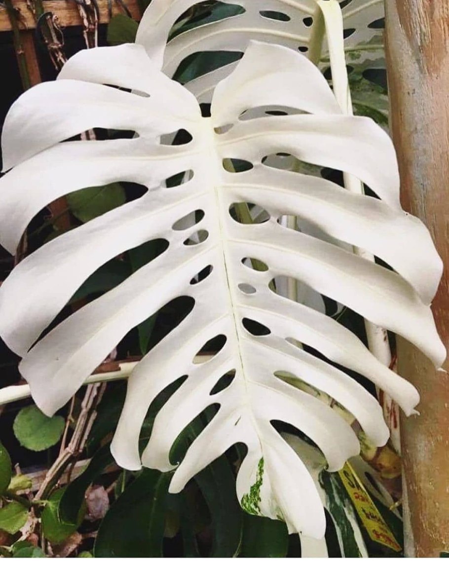 Монстера Делициоза Вариегата