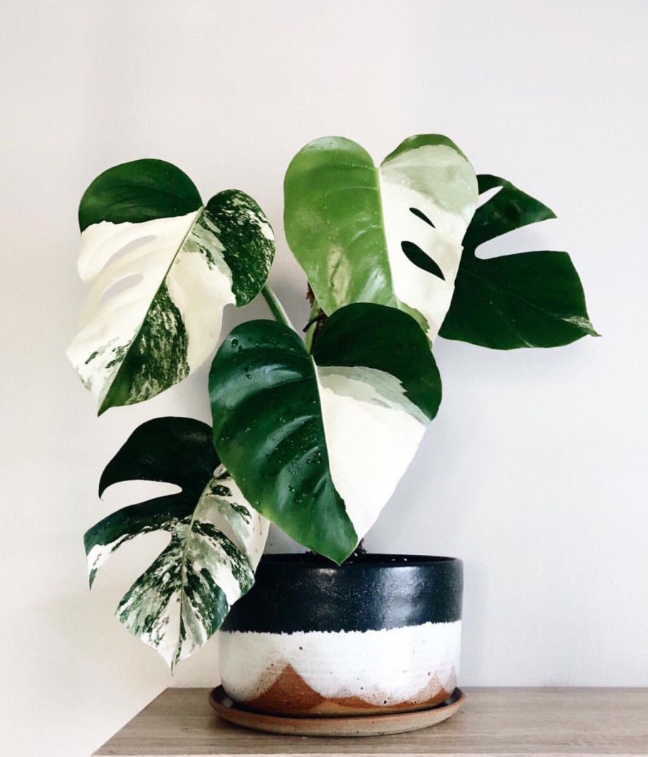 Монстера Альба Вариегата