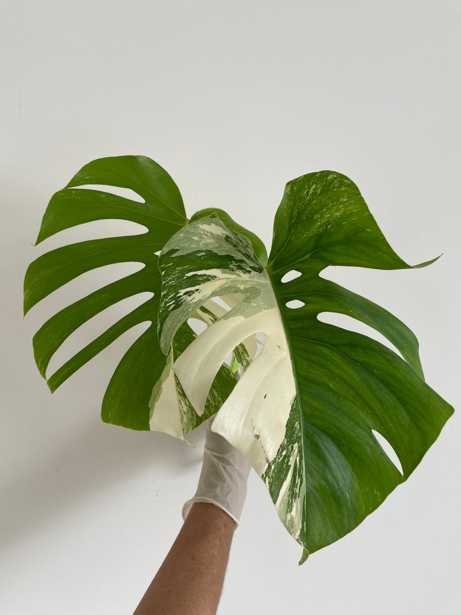 Монстера мраморная Альба