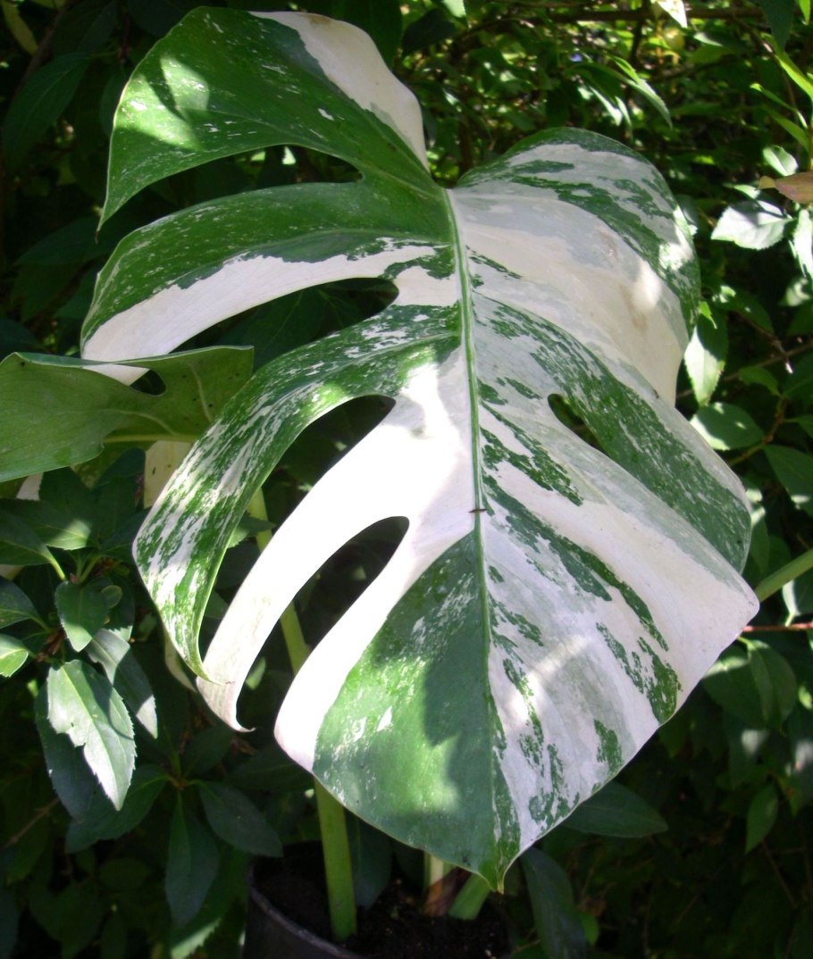 Монстера Пертусум