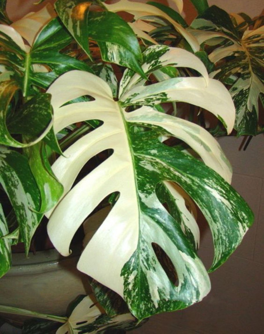 Монстера Борзигиана Альба Делициоза