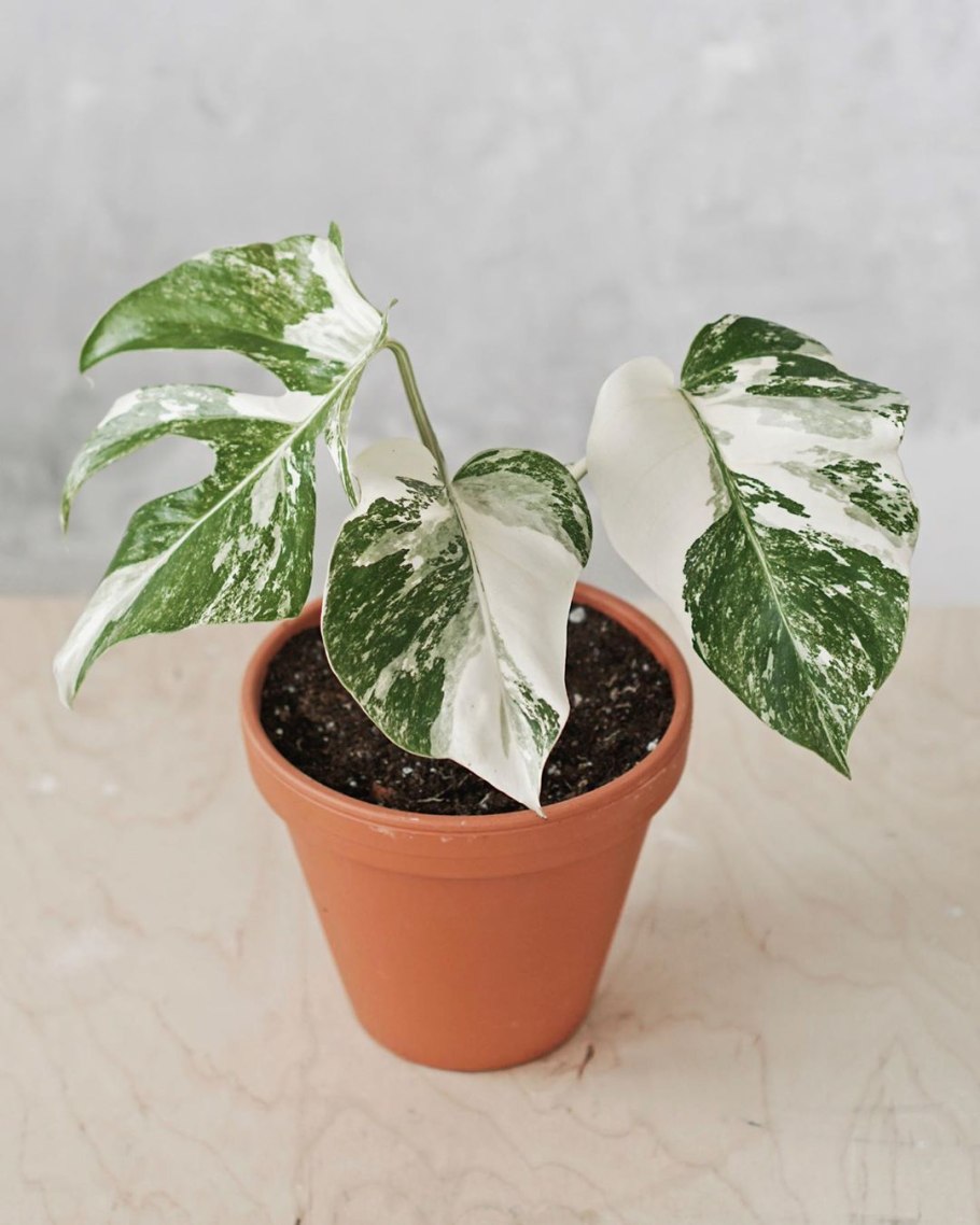 Монстера вариегатная тайское Созвездие