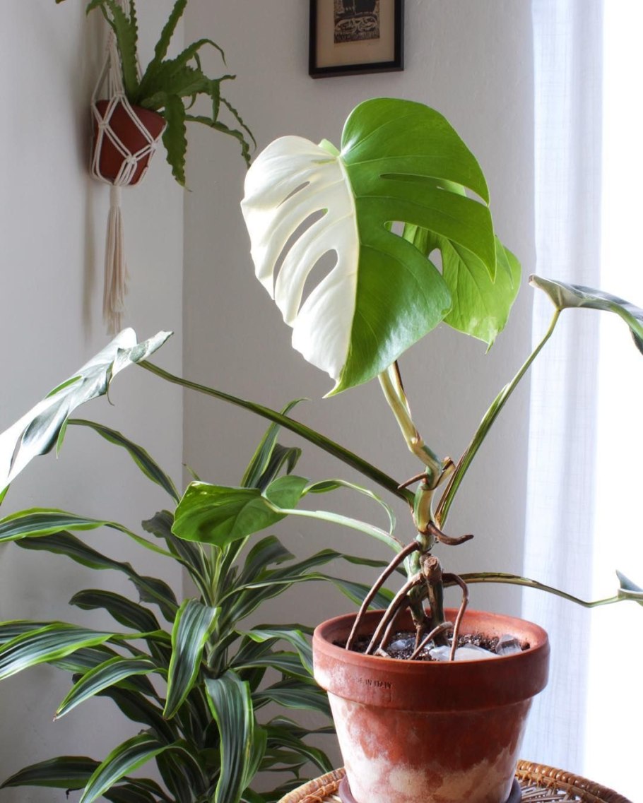 Цветок Грин комнатный