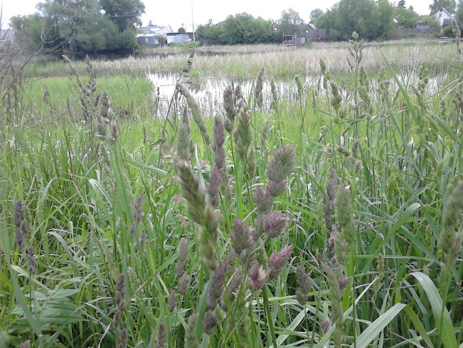 Dáctylisglomeráta – ежа сборная