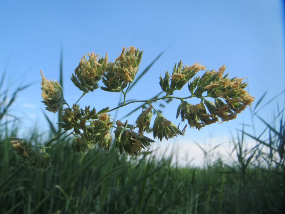 Dactylis glomerata