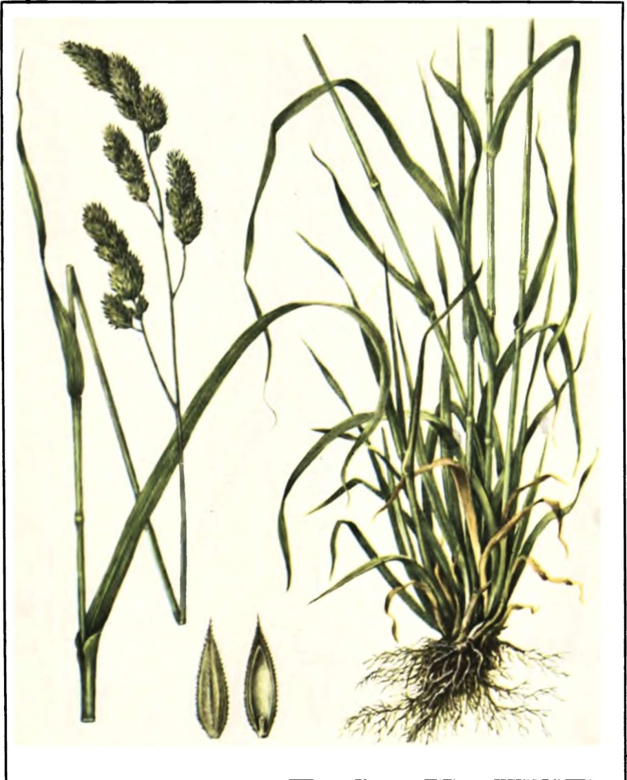 Ежа сборная Dactylis glomerata