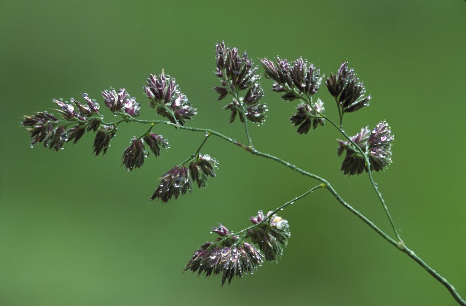 Названия органов ежа