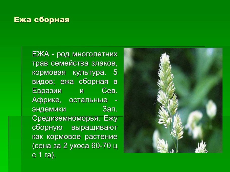 Ежа сборная семена