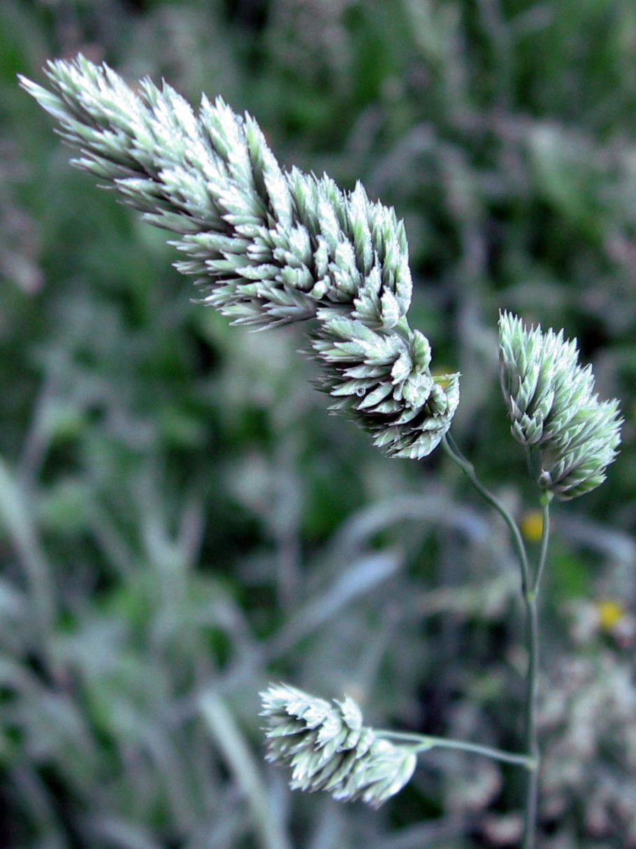 Канареечник тростниковидный