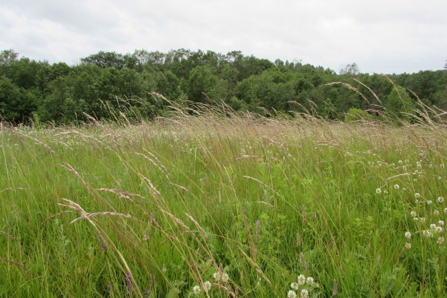 Ежа сборная класс