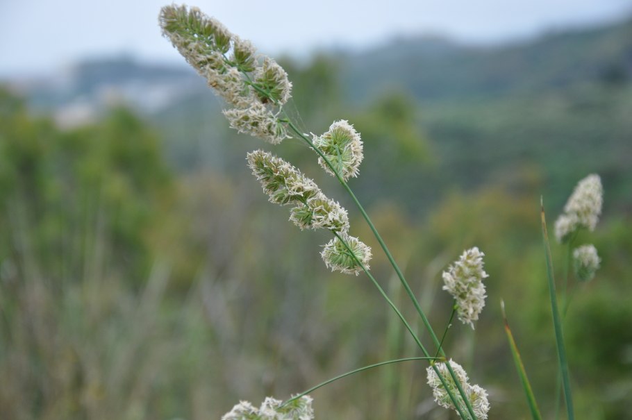 Ежа сборная (Dactylis glomerata) "variegata"