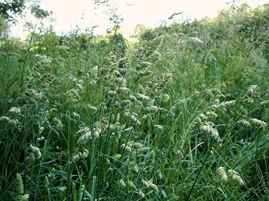 Dactylis glomerata l.