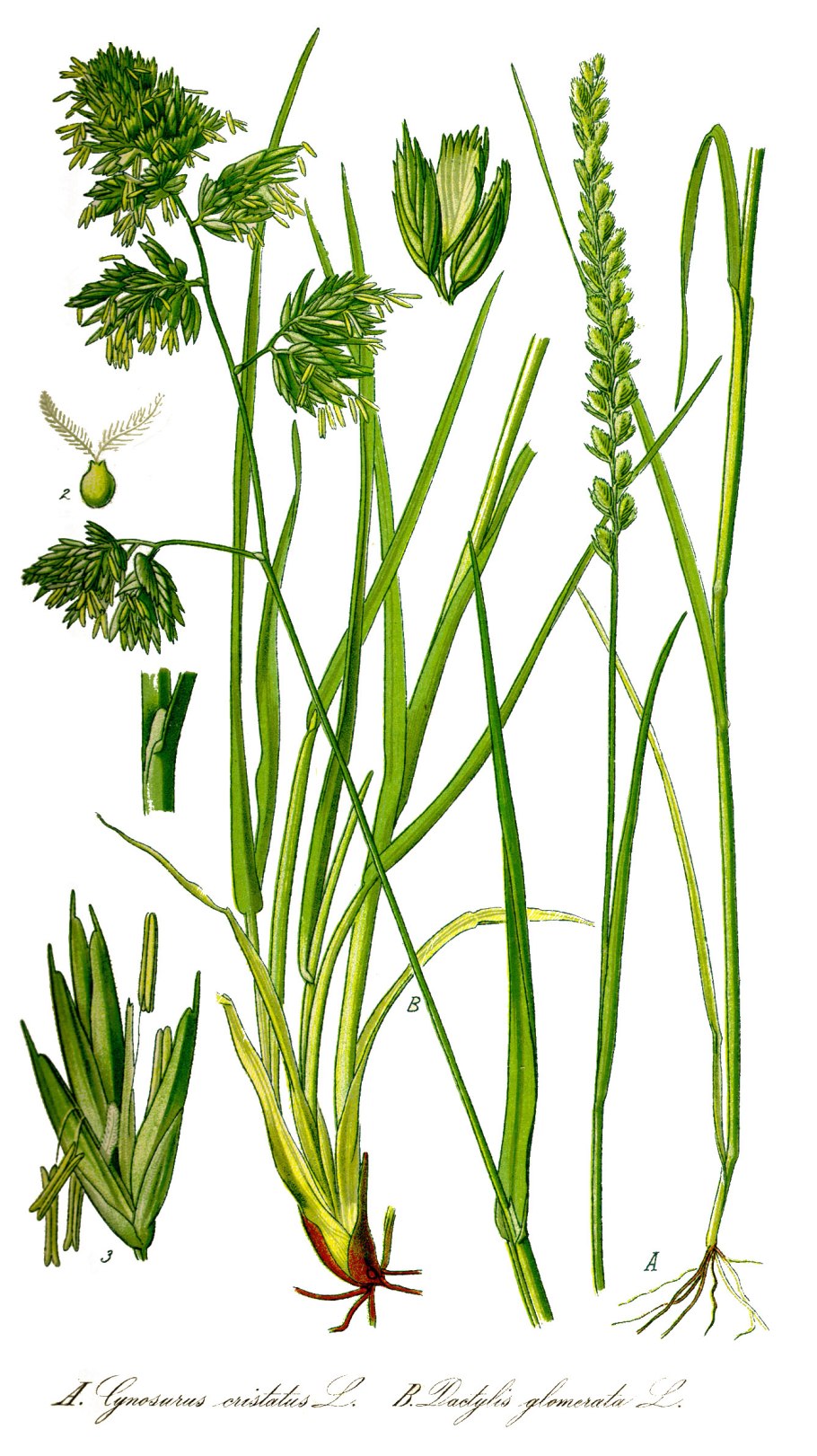 Лисохвост Луговой (Alopecurus pratensis).