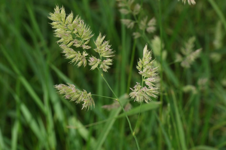 Dactylis glomerata