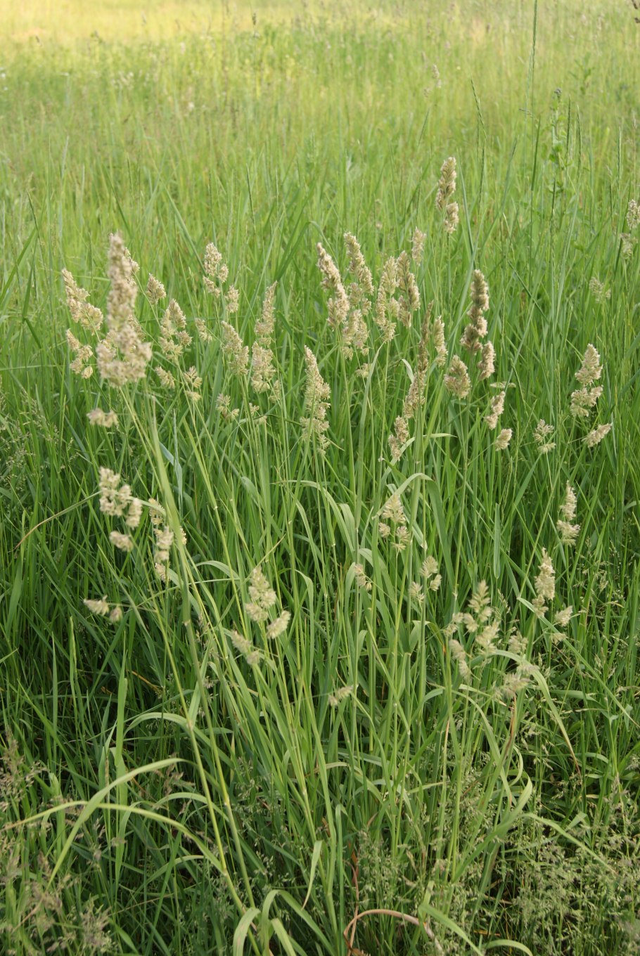 Ежа сборная-место в севообороте