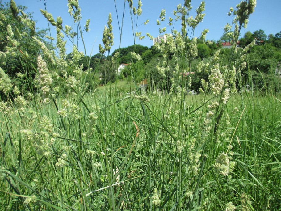 Ежа сборная Dactylis glomerata l.