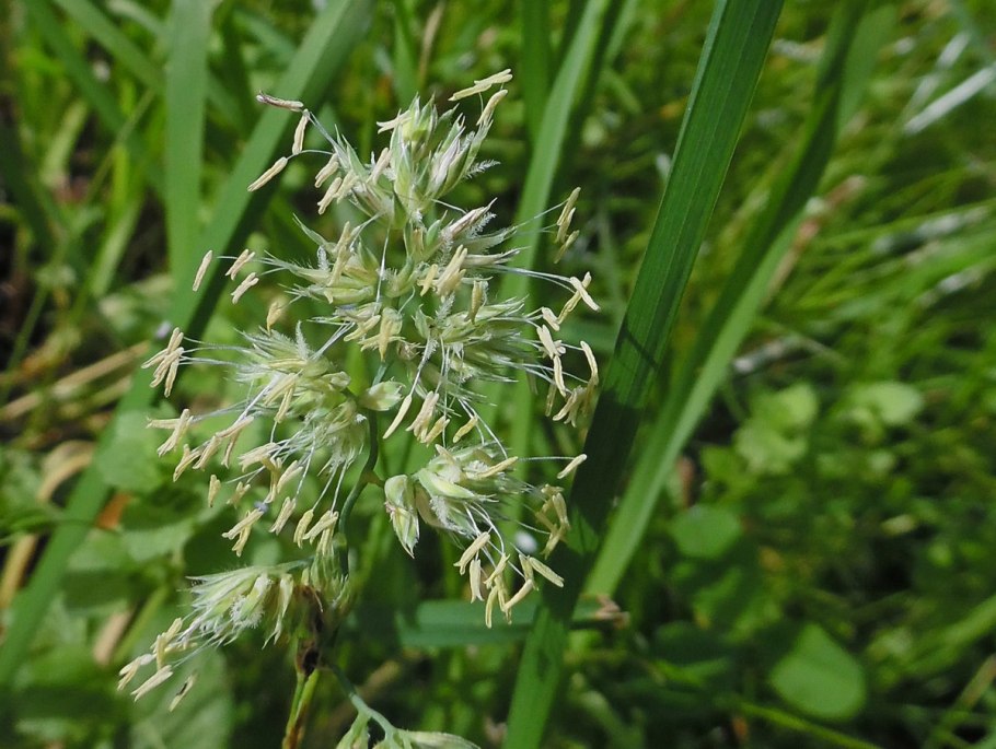 Ежи сборной (Dactylis glomerata l.) препарат