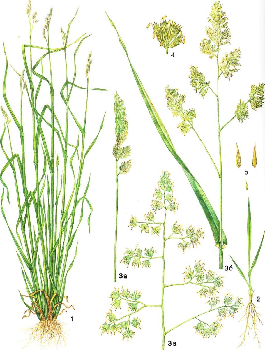 Ежа сборная Dactylis glomerata l.