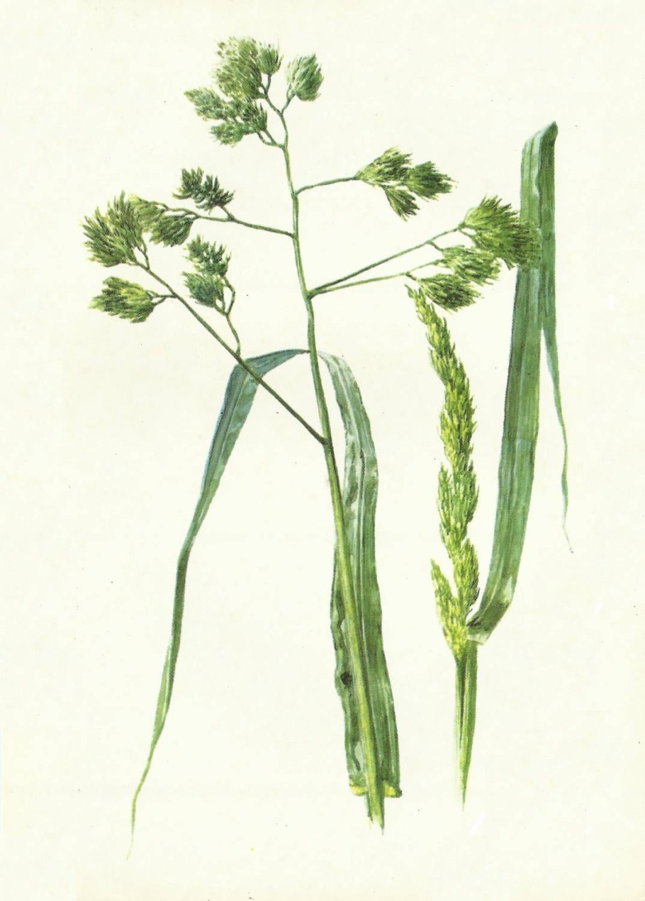 Мятлик Тимофеевка Лисохвост