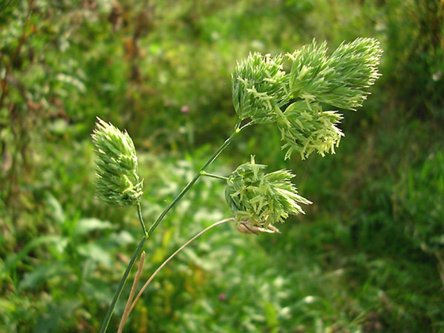 Ежа сборная (Dactylis glomerata) "variegata"