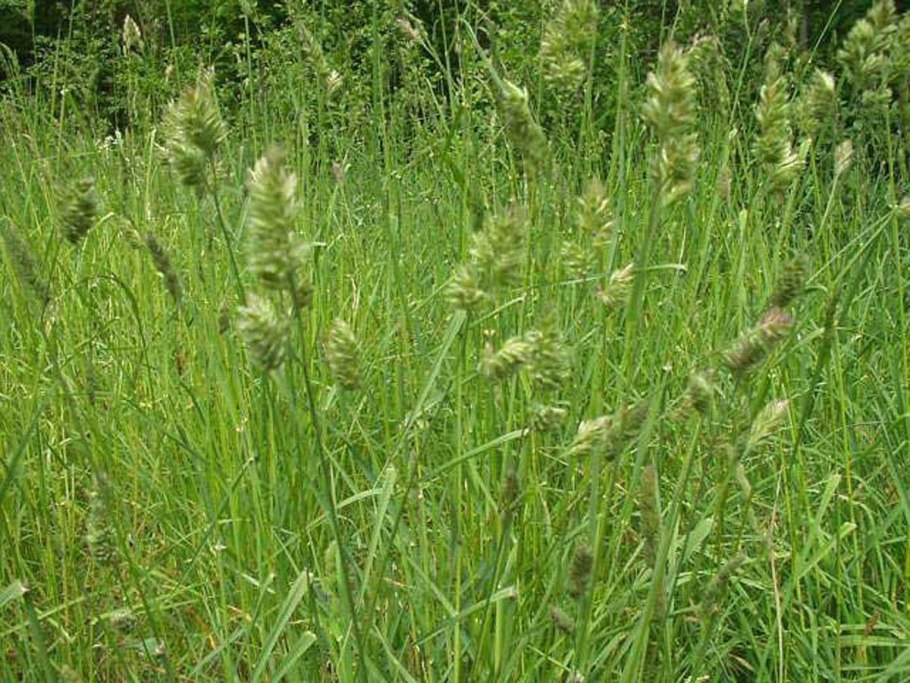 – Ежа сборная Dáctylis glomeráta