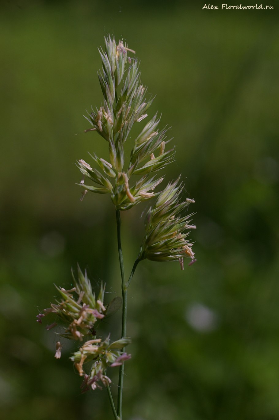 Dactylis glomerata