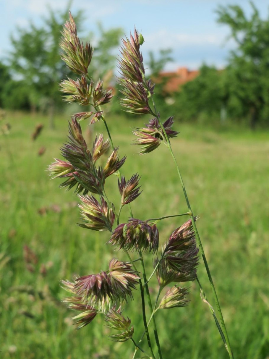 Ежа сборная Dactylis glomerata