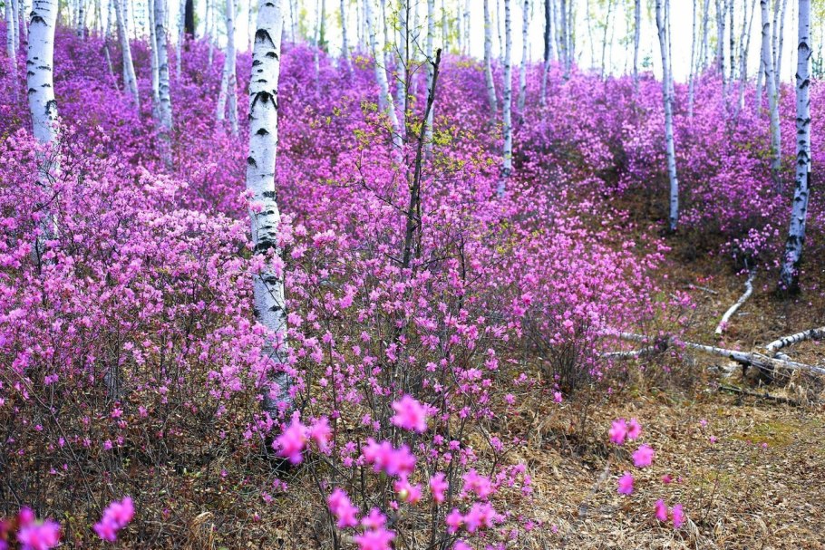 Цветущий багульник