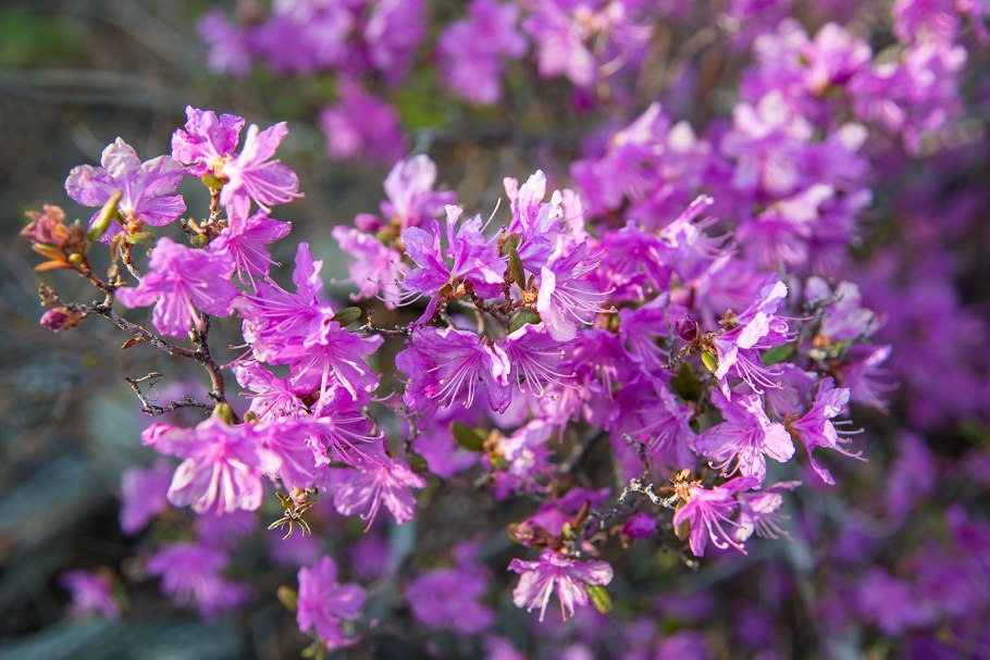 Багульник Дальневосточный