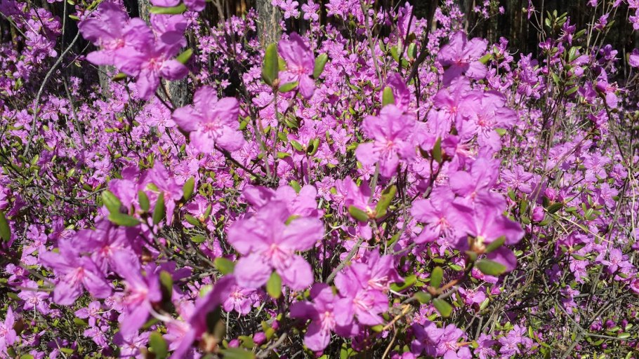 Облучье багульник