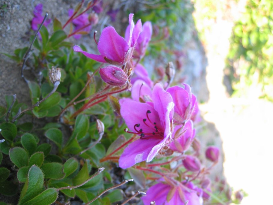 Багульник ягоды фото